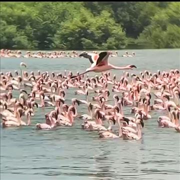 Exploring the exotic: Diamond Jubilee High School, Mumbai’s field trip to Thane Creek Flamingo Sanctuary 